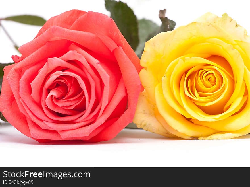 Yellow and pink roses close up