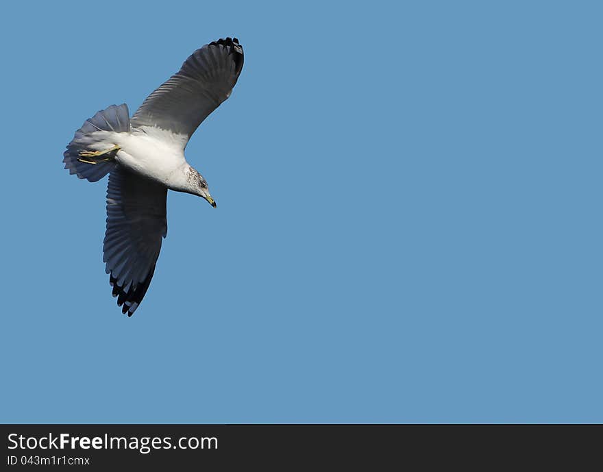 Seagull Soaring