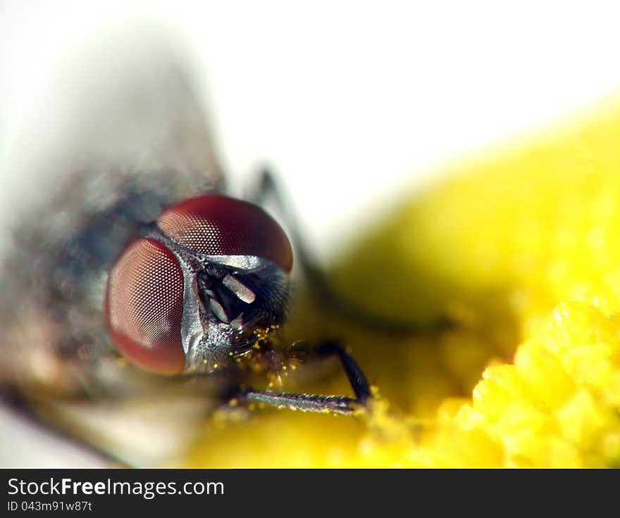 Fly on a flower