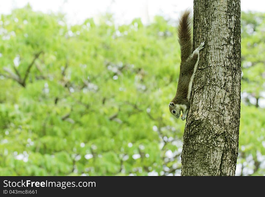 The red squirrel eating snack on a tree