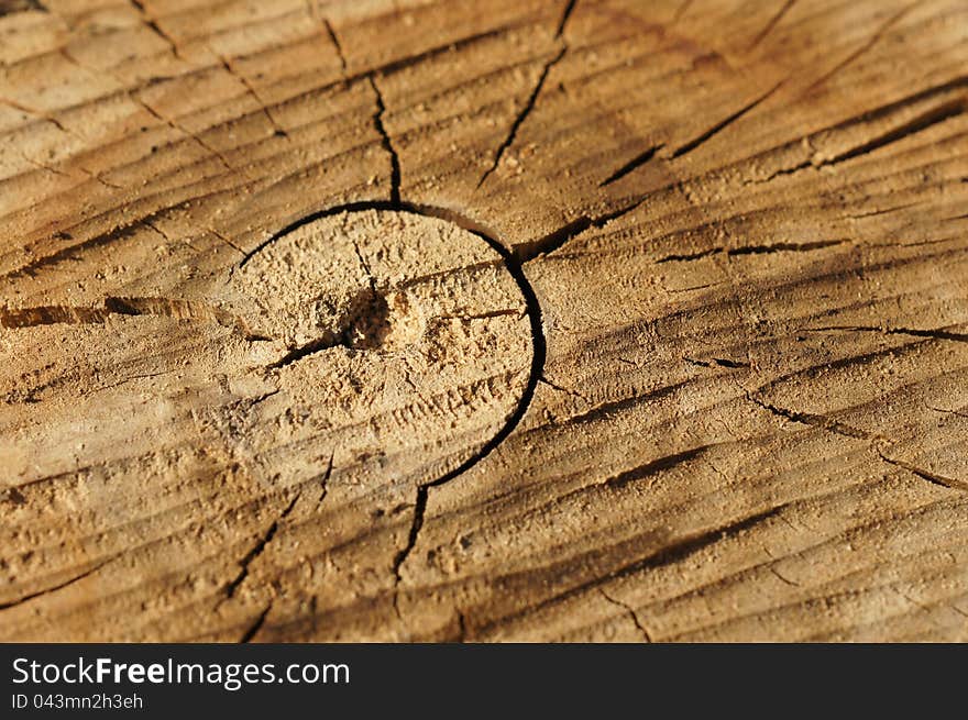 Barrel of the clipped tree by CU. Structure of wood. Barrel of the clipped tree by CU. Structure of wood