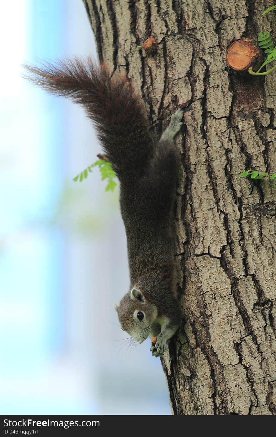 The red squirrel eating snack on a tree