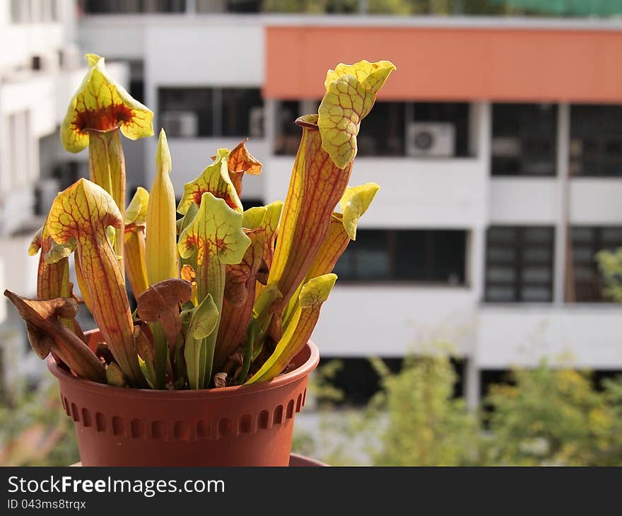 Carnivorous pitcher plant