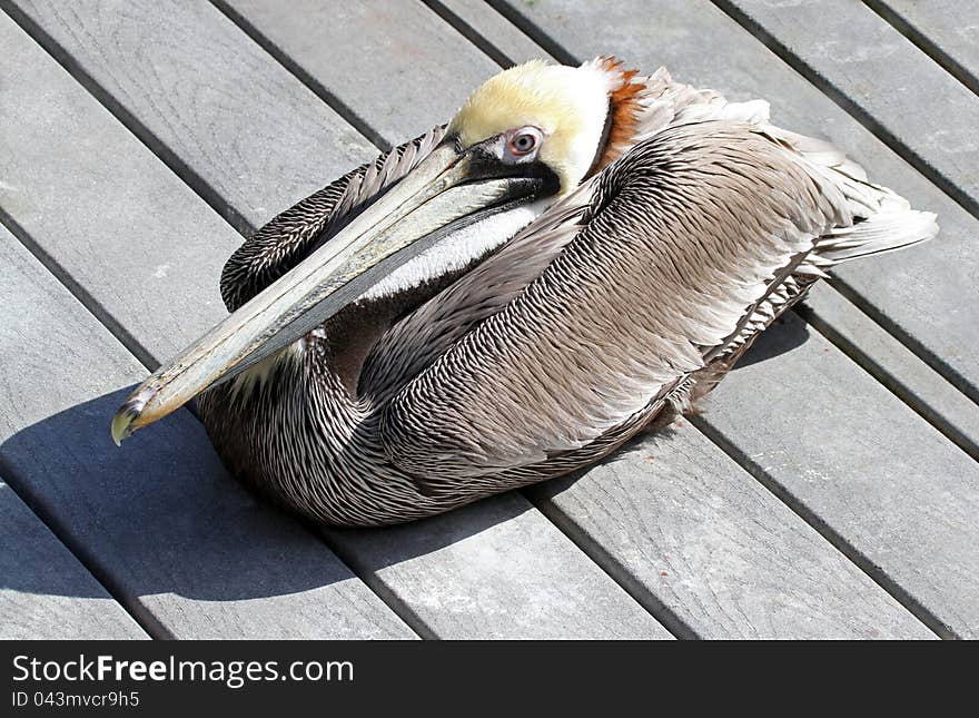 Colorful Pelican Sitting On Wharf In Sunshine
