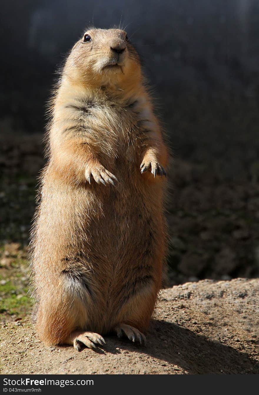 Plaines Rodent Standing On Hind Legs Keeping Watch. Plaines Rodent Standing On Hind Legs Keeping Watch