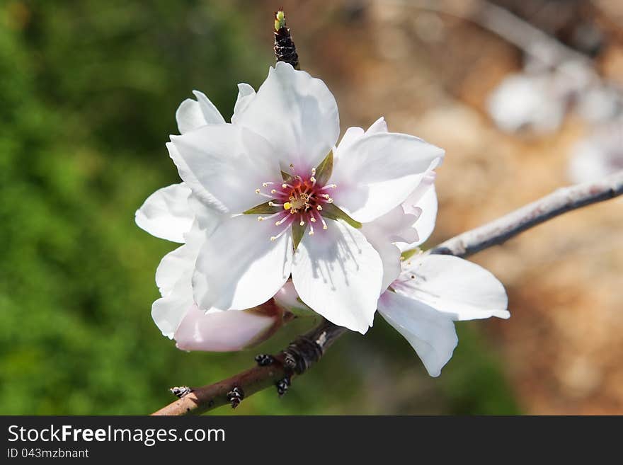 Almond blossom spring