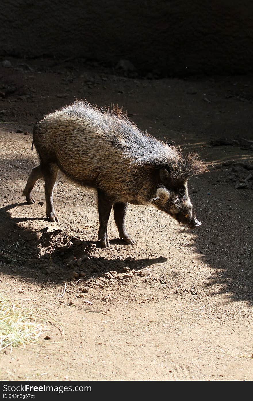 Philippine Hairy Pig With Dark Background. Philippine Hairy Pig With Dark Background