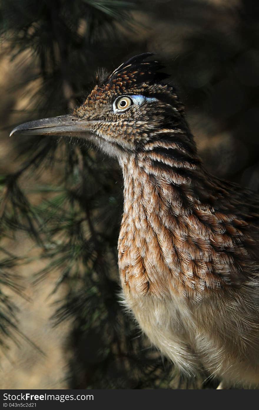 Close Up Portrait Of Common Male Road Runner With Topknot. Close Up Portrait Of Common Male Road Runner With Topknot