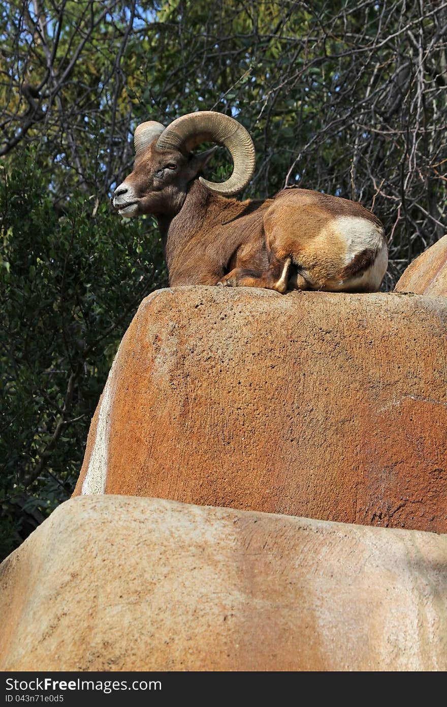 Bighorn Sheep