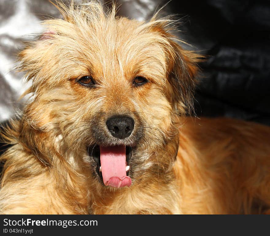 Yawning dog with open mouth and tongue wide out. Yawning dog with open mouth and tongue wide out