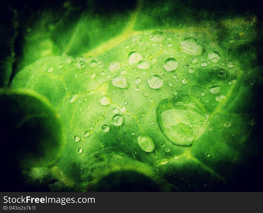Grunge green leaf and water drops, design in grunge and retro style.