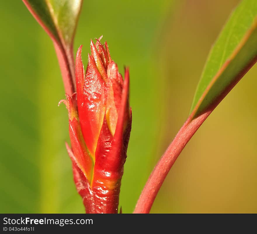 Closeup on bright bud isolated on green background. Closeup on bright bud isolated on green background