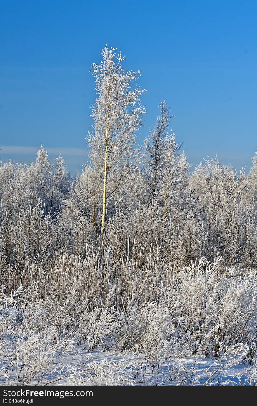 Trees covered with snow