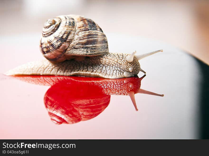 Snail