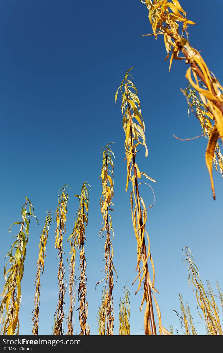 Agricultural sallow is growing on a field. Agricultural sallow is growing on a field.