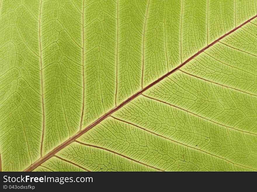 Close-up of Leaf Veins