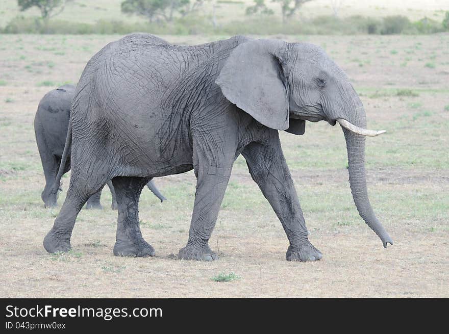 Middle aged female elephant in Masai Mara Kenya in savanna grasslands