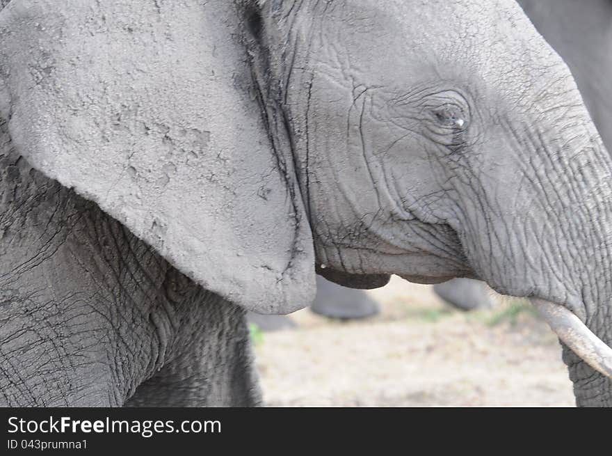 Close-up head-shot of middle aged female elephant in Masai Mara Kenya. Close-up head-shot of middle aged female elephant in Masai Mara Kenya