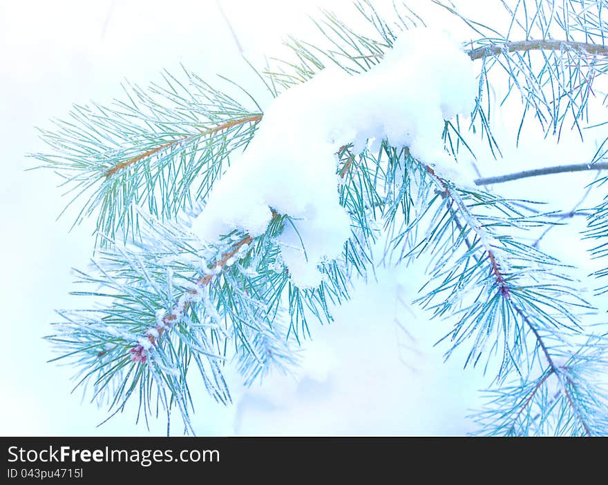 Pine branch covered snow