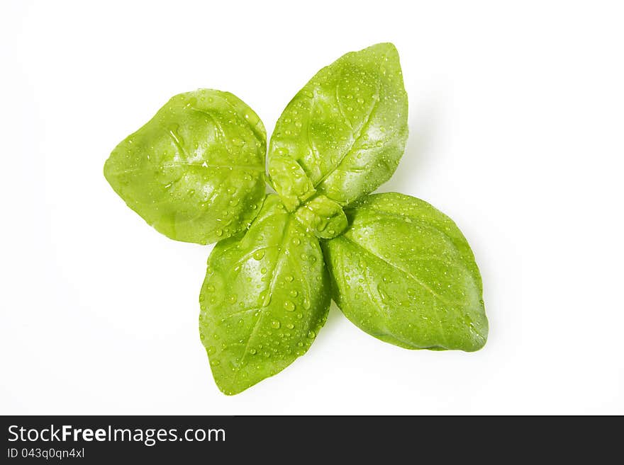 Basil plant on white background