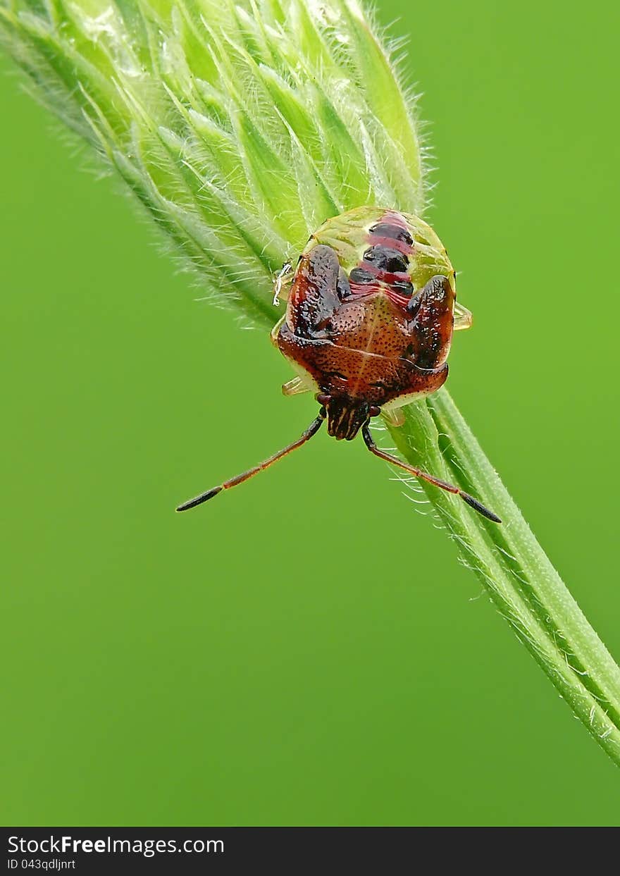 Nymph of Birch Shieldbug (Elasmostethus interstinctus). Acanthosomatidae.