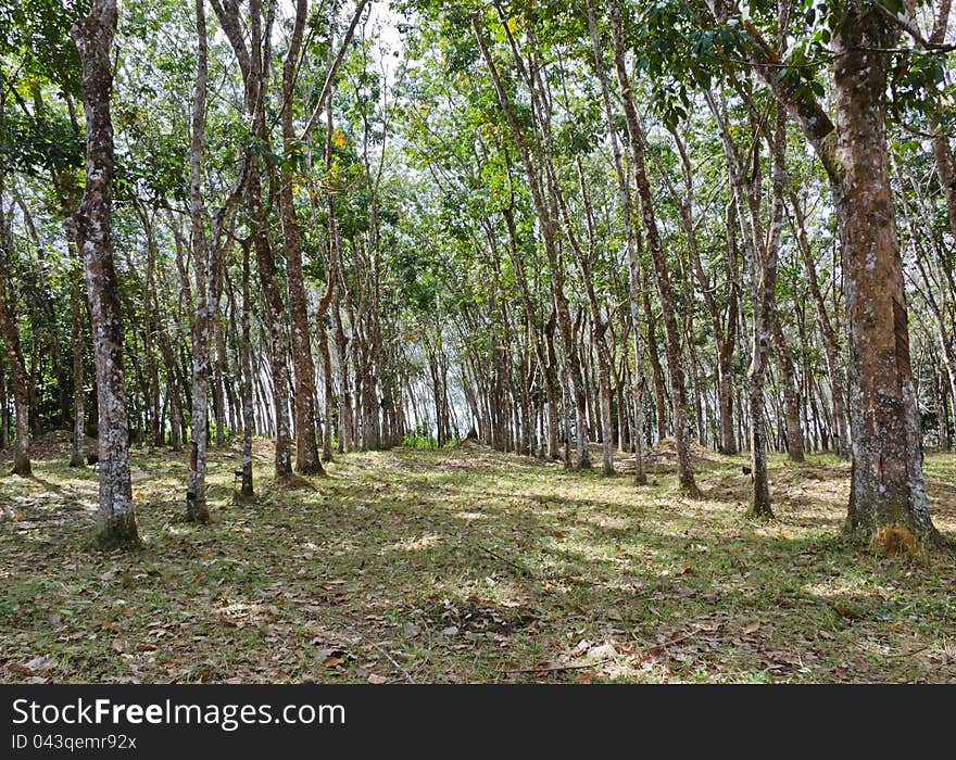 Para Rubber tree plantation in Thailand