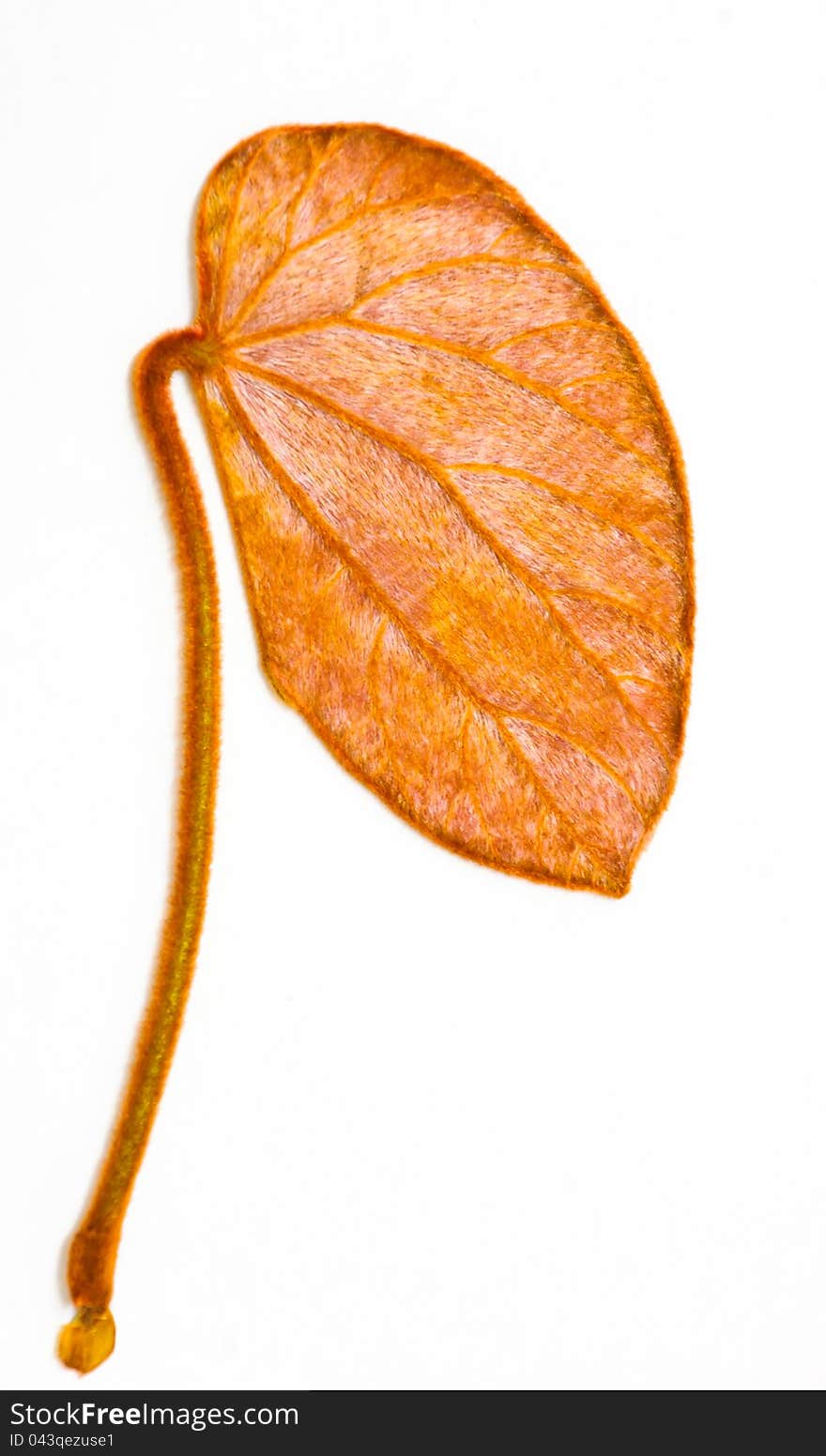 Gold leaf Bauhinia was discovered in Thailand in 1983