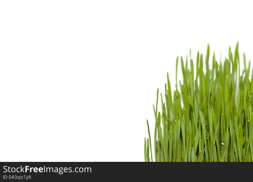 Fresh green grass isolated on white background