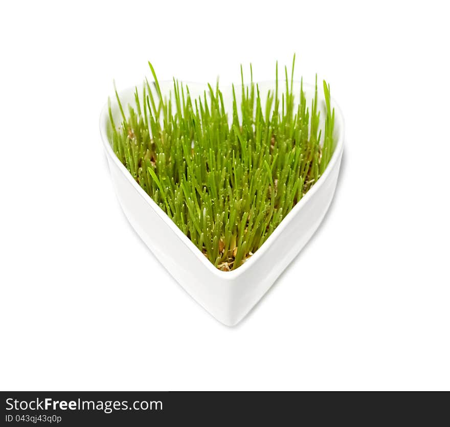 Green wheat grass in white heart-shaped pot on white isolated background. Green wheat grass in white heart-shaped pot on white isolated background