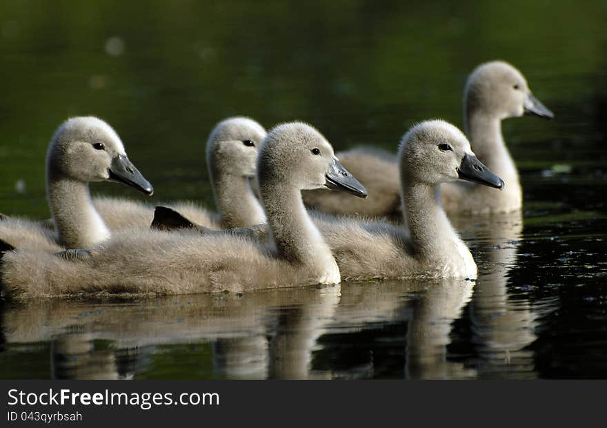 Young swans on the lake. Young swans on the lake