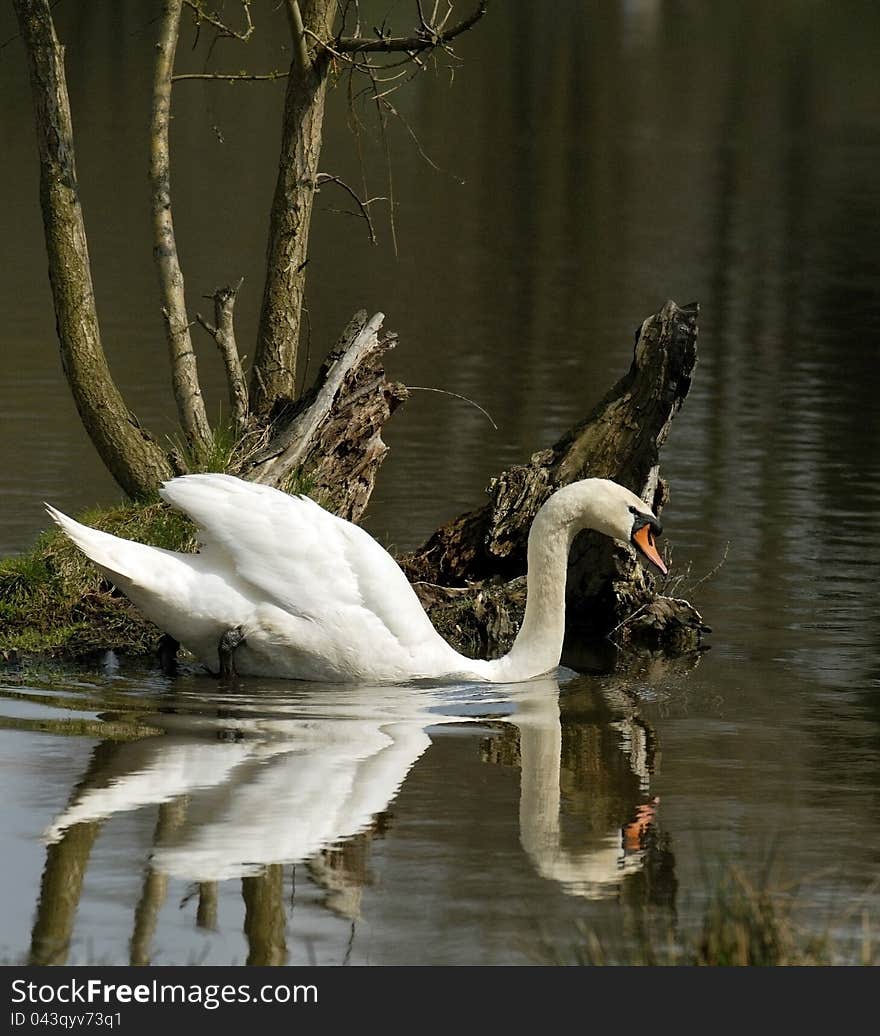 White swan on the lake. White swan on the lake