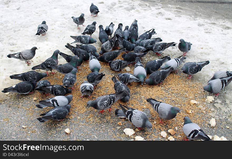 The birds in winter.