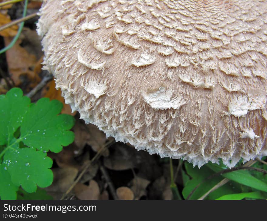 Close-up of Parasol mushroom