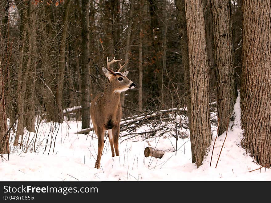 White-tail Buck In Winter