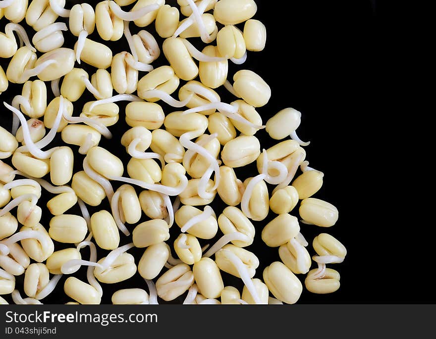 Closeup of germinated mung beans