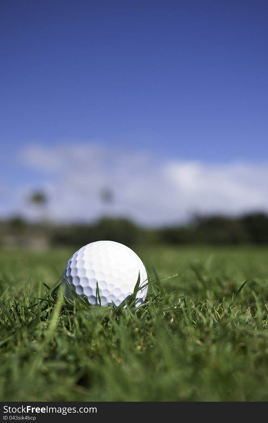 Golf ball settles in the fairway grass. Golf ball settles in the fairway grass.