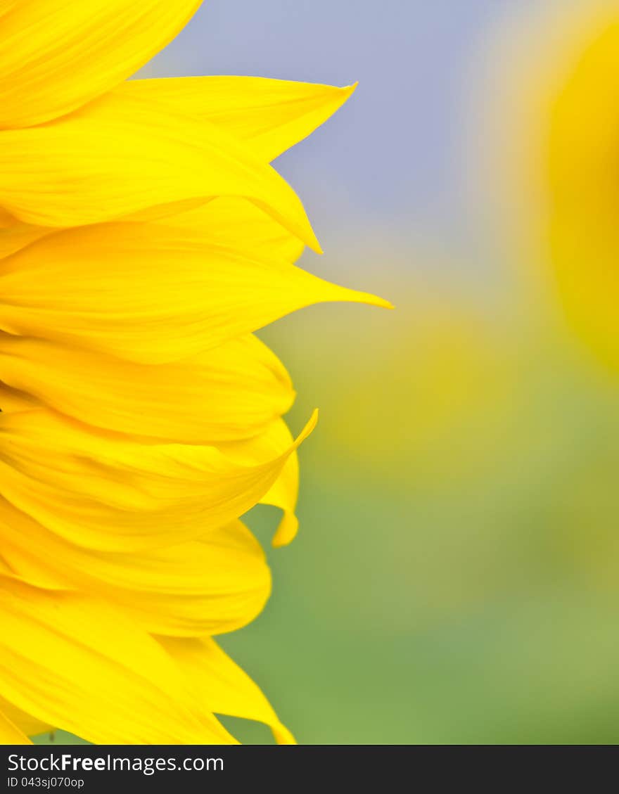 Close up of a vibrant sunflower in the garden