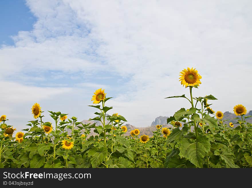 This image of a vibrant sunflower in the garden. This image of a vibrant sunflower in the garden