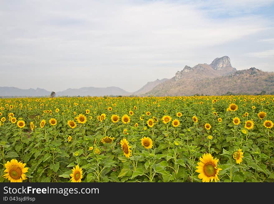 This image of a vibrant sunflower in the garden