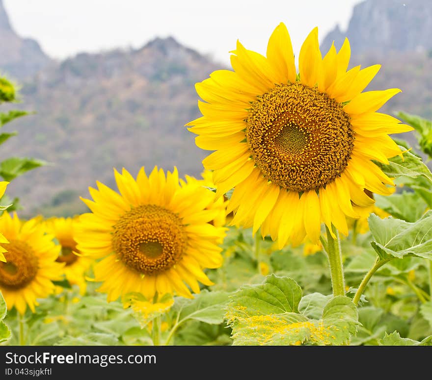 Close up of a vibrant sunflower in the garden