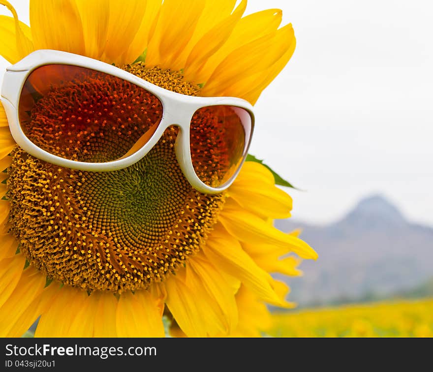 Close up of a vibrant sunflower with glasses in the garden