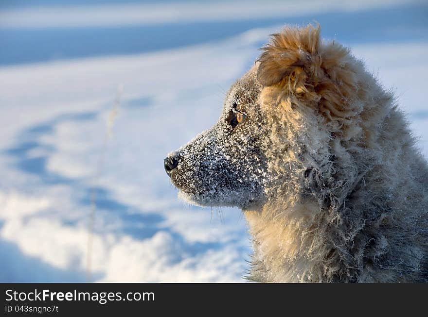 The dog in the snow watching the rising sun. The dog in the snow watching the rising sun.