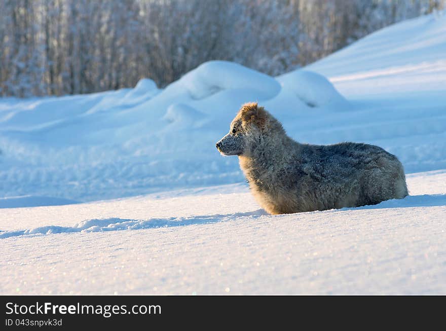 The puppy of a vagrant dog looks in a distance. The puppy of a vagrant dog looks in a distance