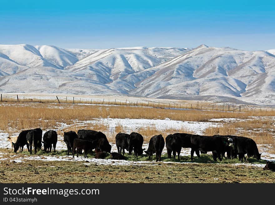 Black angus cows eating beneath snow covered hills. Black angus cows eating beneath snow covered hills