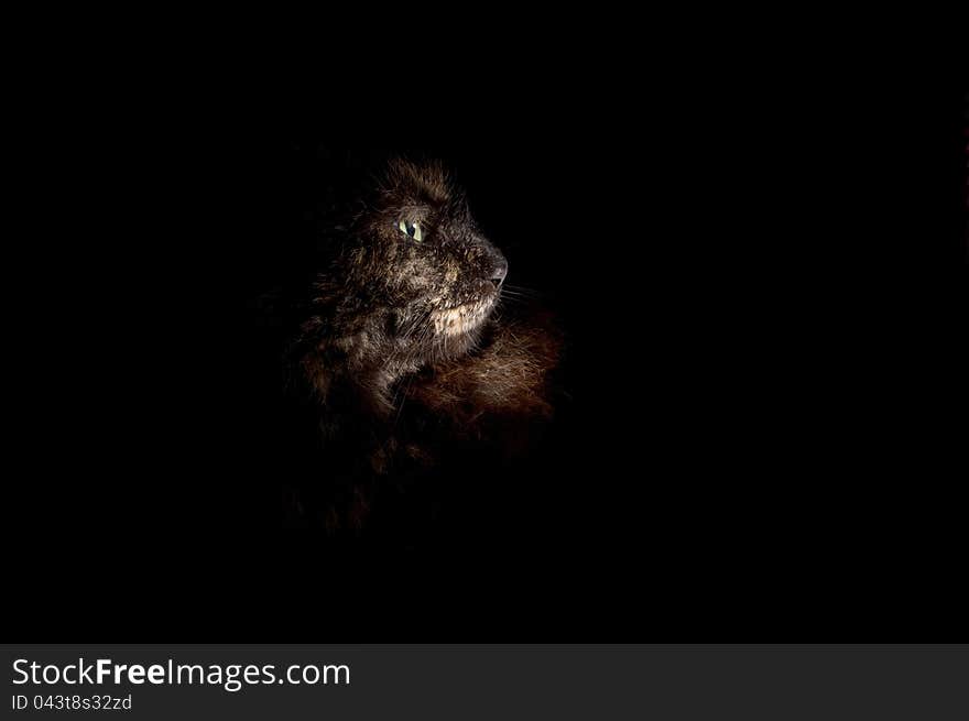 Mysterious cat on a black background