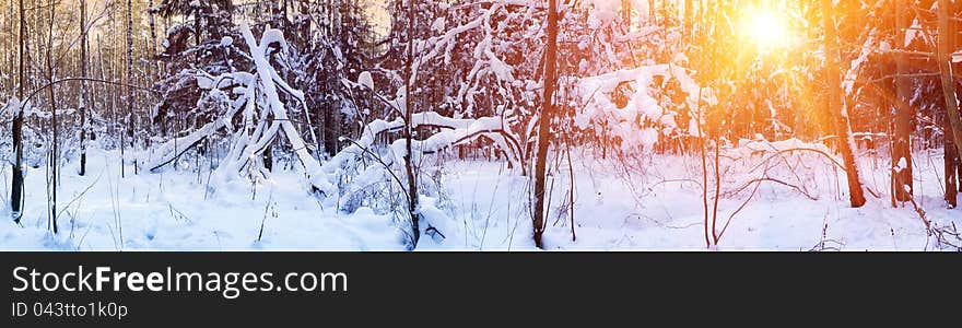 Winter forest under snow in sunny day