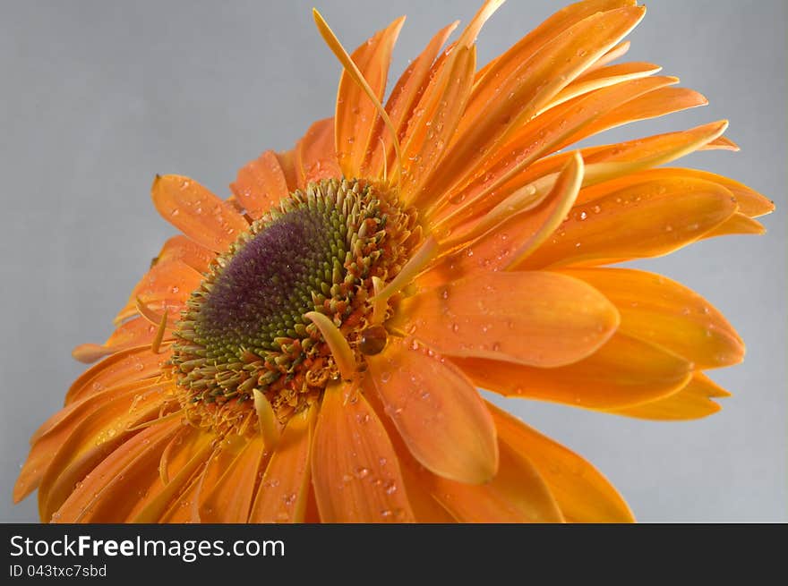 Gerbera with drops of water on petals. Gerbera with drops of water on petals