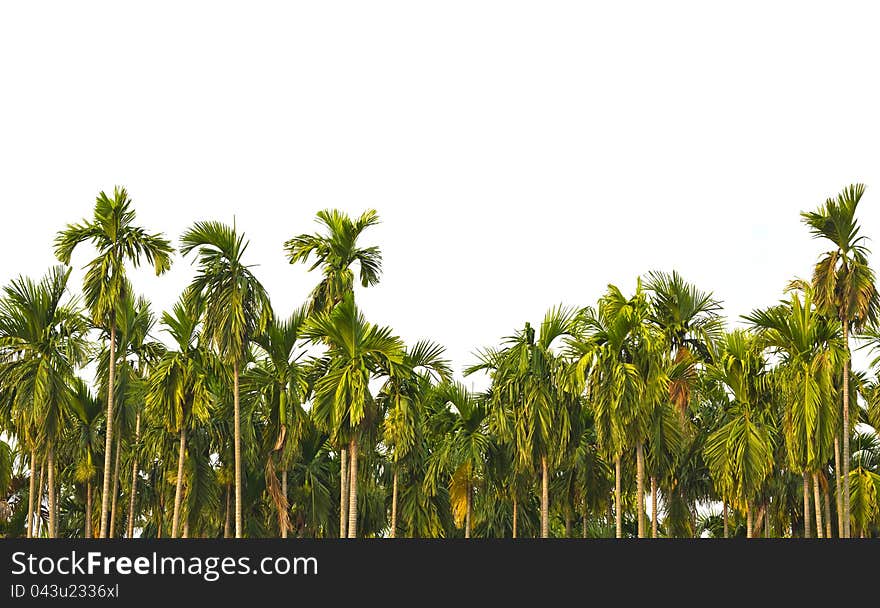 Betel palm together as a group.