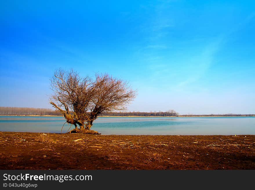 Lonely tree near water