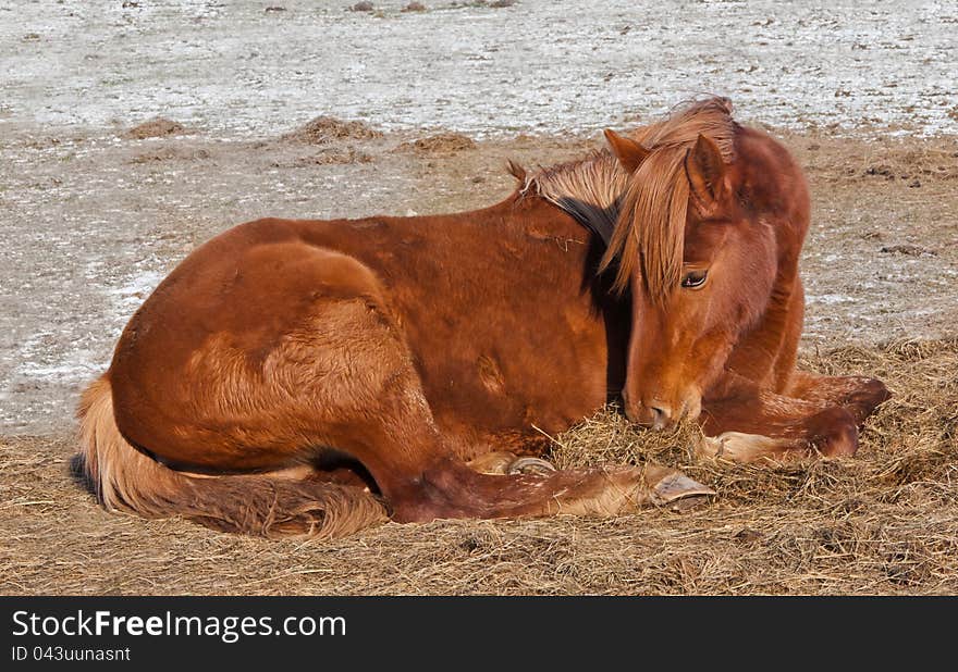 Brown horse lies on the cold ground